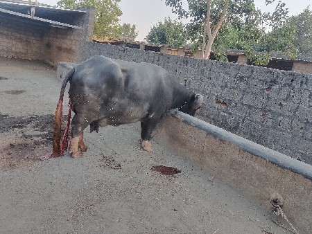 આ ભેંસ વેચવાની છે