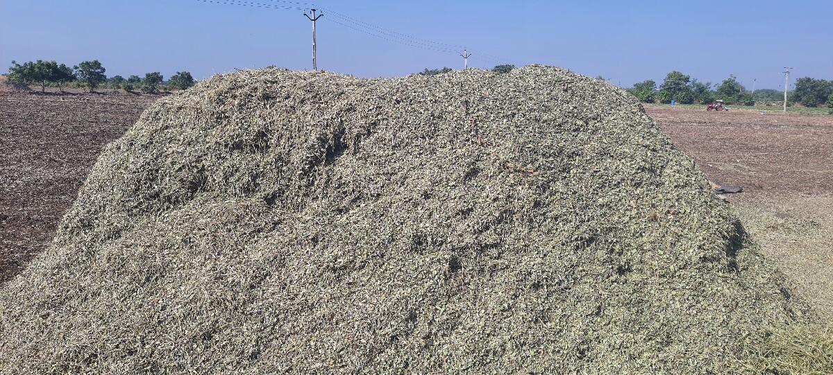પાલો વેચવાનો છે