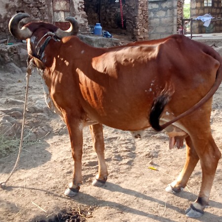 ગાય વેચવાની છે