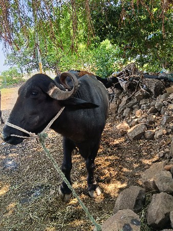 ભેંસ વેચવાની છે