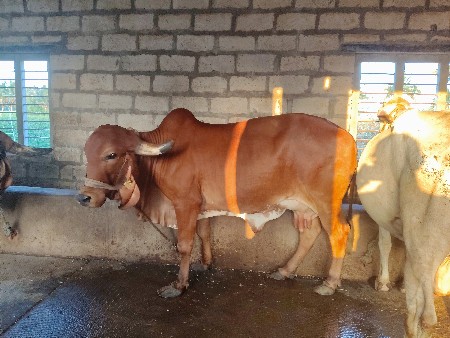 ગીર.ગાય.વેચવાની.છે.બે