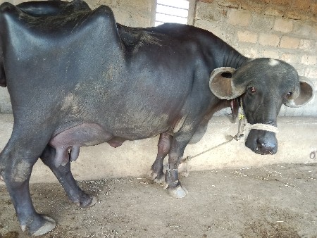 ભેંસ વેચવાની છે