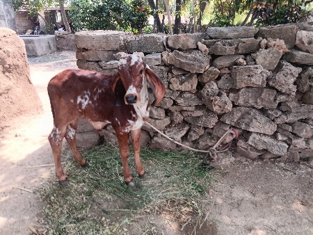 ગાય વેચવાની છે
