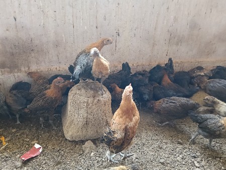 મુરઘા વેચવા ના છે