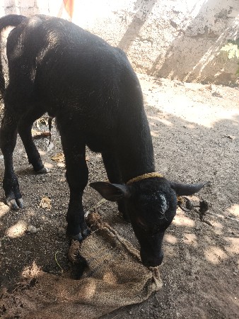 ભેંસ વેચવાની