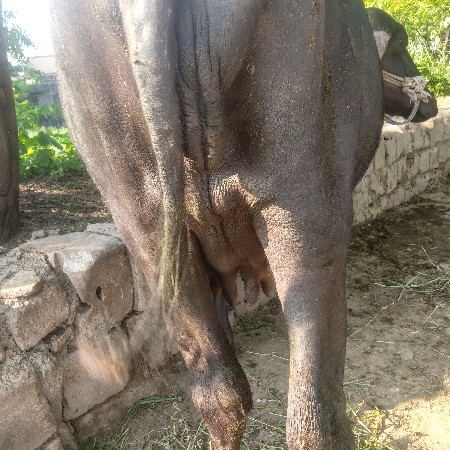 ખડેલી વેચવાની છેં