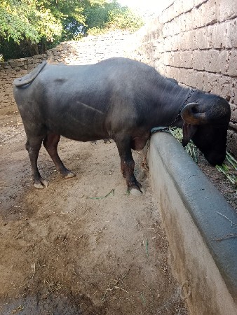 ખડેલું વેચવાનું છે