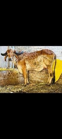 પેલું વેતર કાબરી હોડકી વેચવાની છે