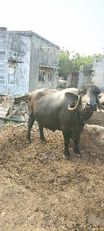 ભેસ વેચવાની છે