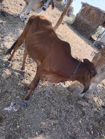 આ બે વાસળીયુ આપવાની છે