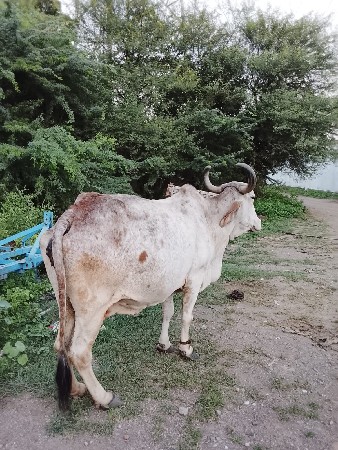 બે ફ્રી આપવાની છે