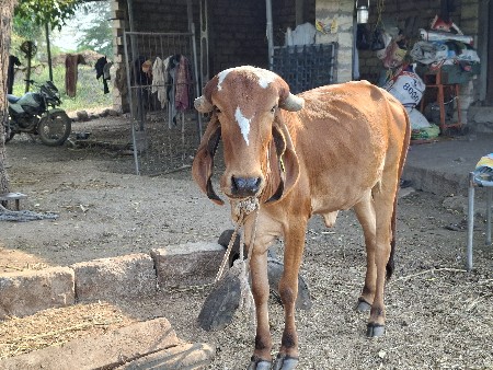 આ વાચડીયુ વેચવાની છે