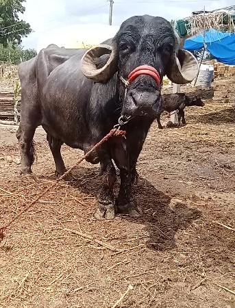 વેતર માં 4