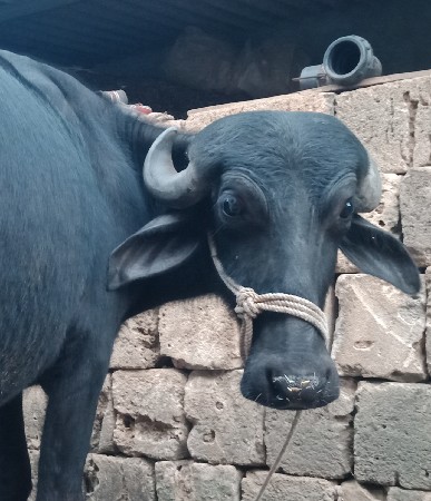 ખડેલી વેચવાની છે