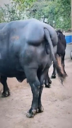પારેખ
