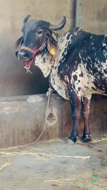 વિડિઓ પોસ્ટર 4