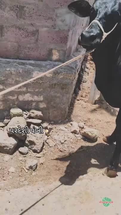 વિડિઓ પોસ્ટર 7