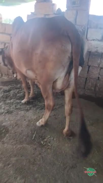 વિડિઓ પોસ્ટર 2