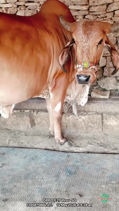 व्हिडिओ पोस्टर 6