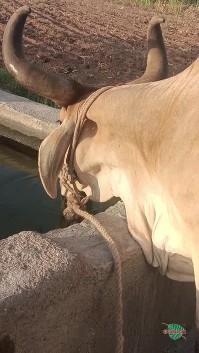 વિડિઓ પોસ્ટર 5