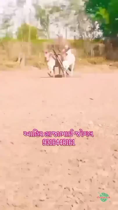મોરલા બધી જવાબદારીથી વેચવાનાછે