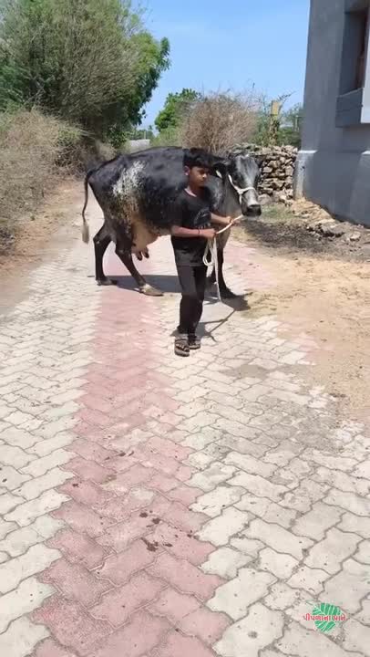 ગીર ક્રોસ