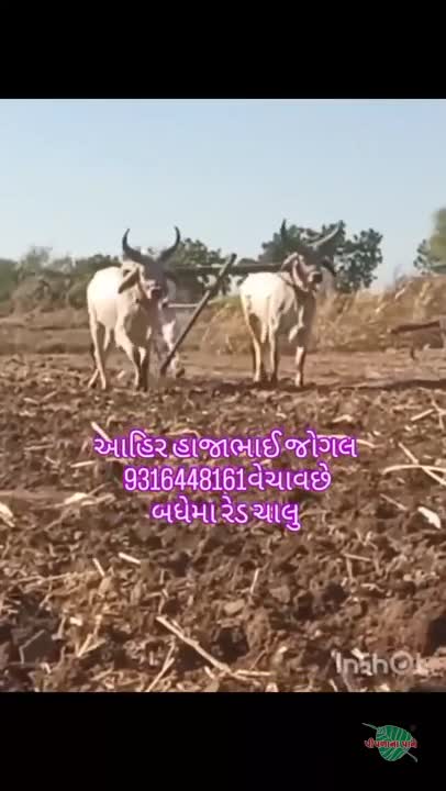 મોરલા બધી જવાબદારીથી વેચવાનાછે