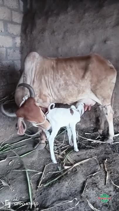 વિડિઓ પોસ્ટર 7