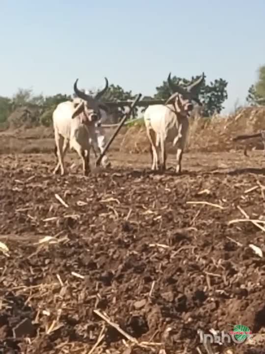 મોરલા વેચવાનાછે