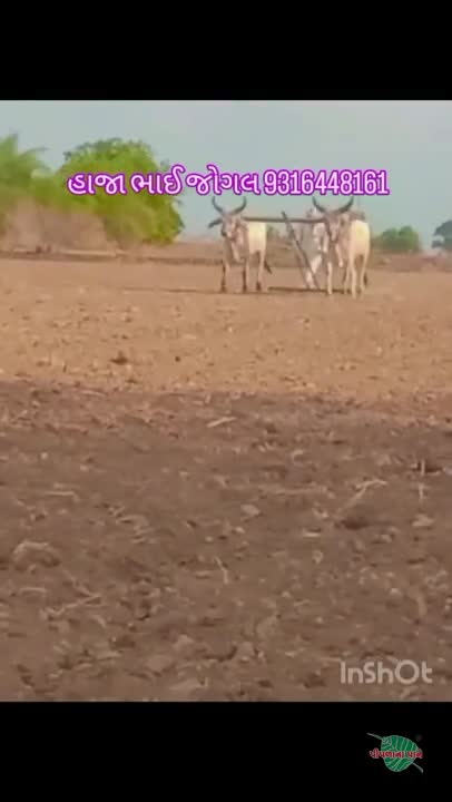 મોરલા વેચવાનાછે