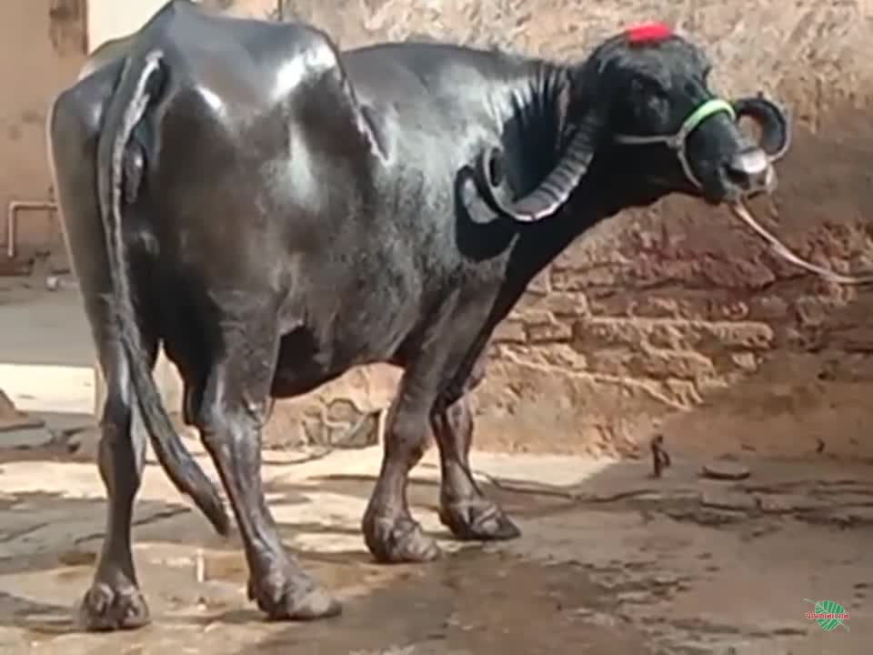 व्हिडिओ पोस्टर 7