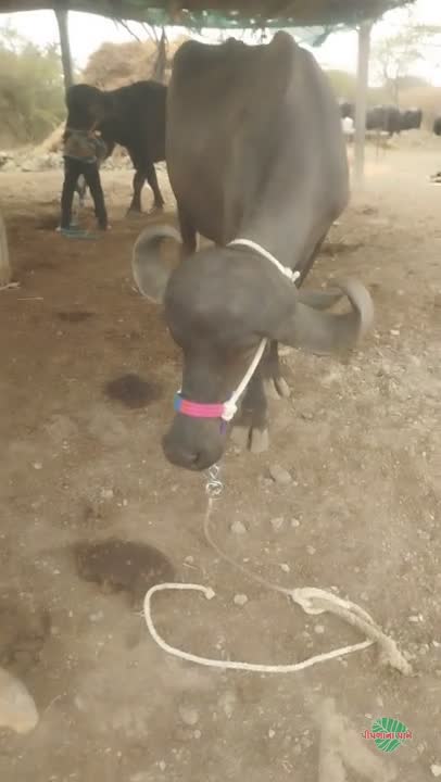 વિડિઓ પોસ્ટર 7
