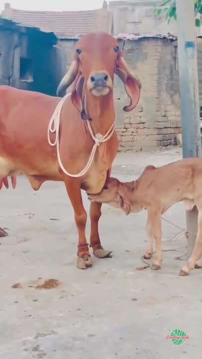 व्हिडिओ पोस्टर 3