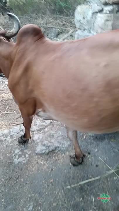 વિડિઓ પોસ્ટર 5