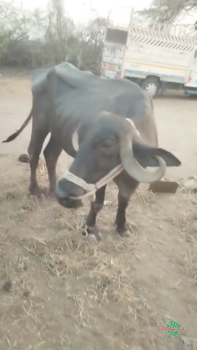 વિડિઓ પોસ્ટર 5