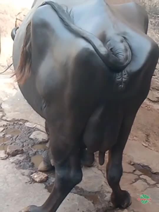 વિડિઓ પોસ્ટર 7