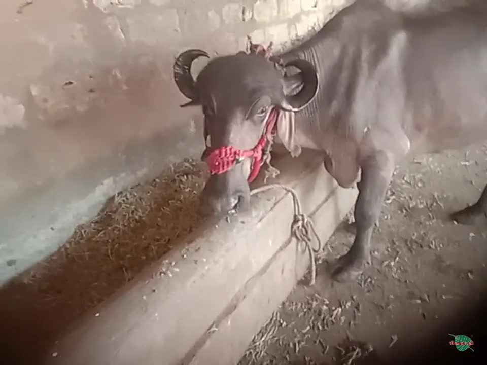 व्हिडिओ पोस्टर 6