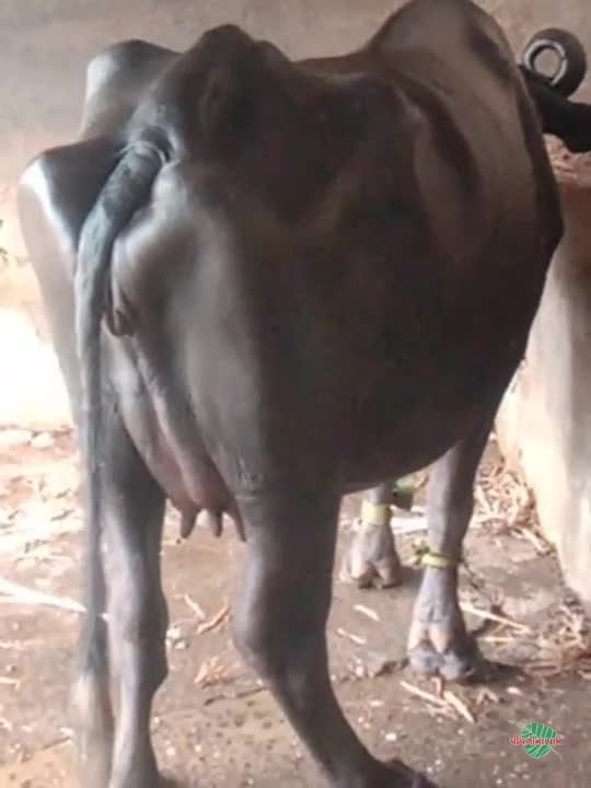 वीडियो पोस्टर 6