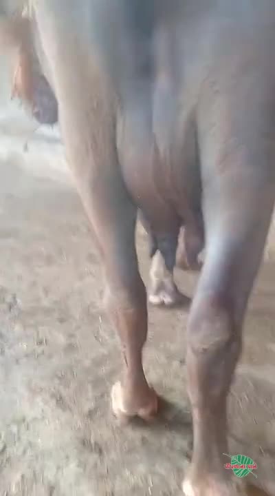 वीडियो पोस्टर 3