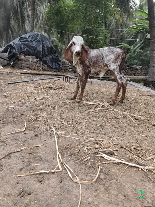 વિડિઓ પોસ્ટર 5