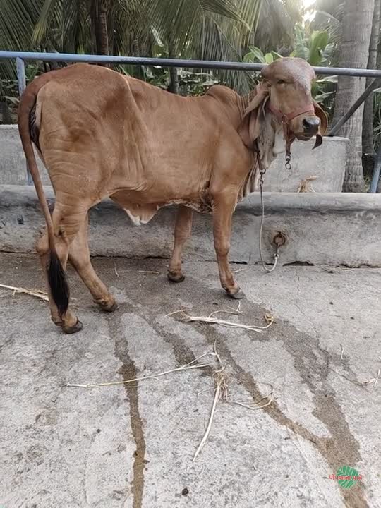 gir vasdi  11 mahina  ni