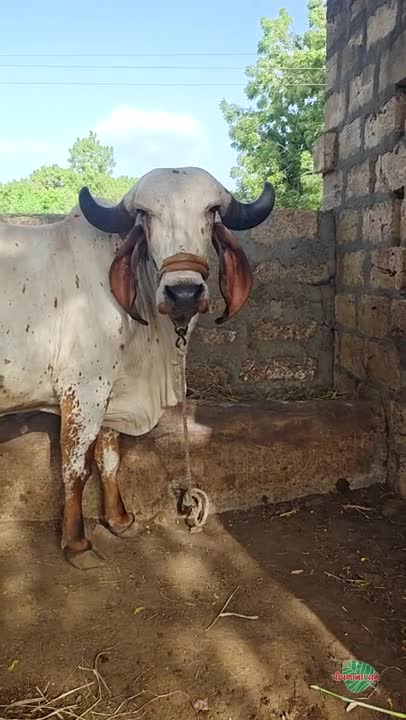 વિડિઓ પોસ્ટર 6