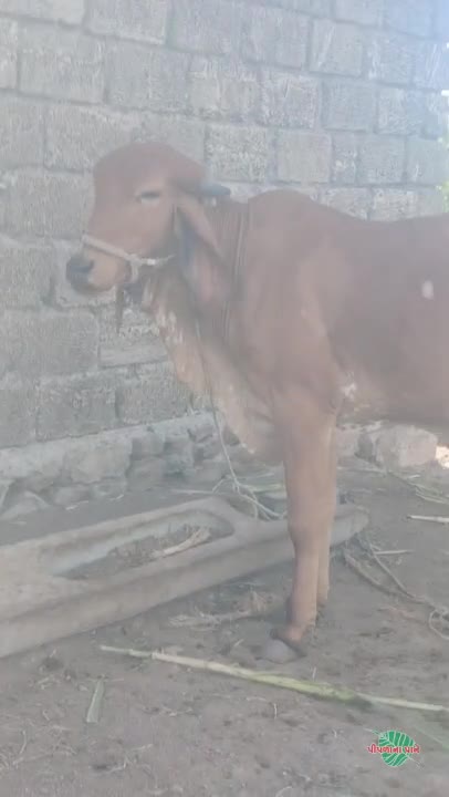व्हिडिओ पोस्टर 7