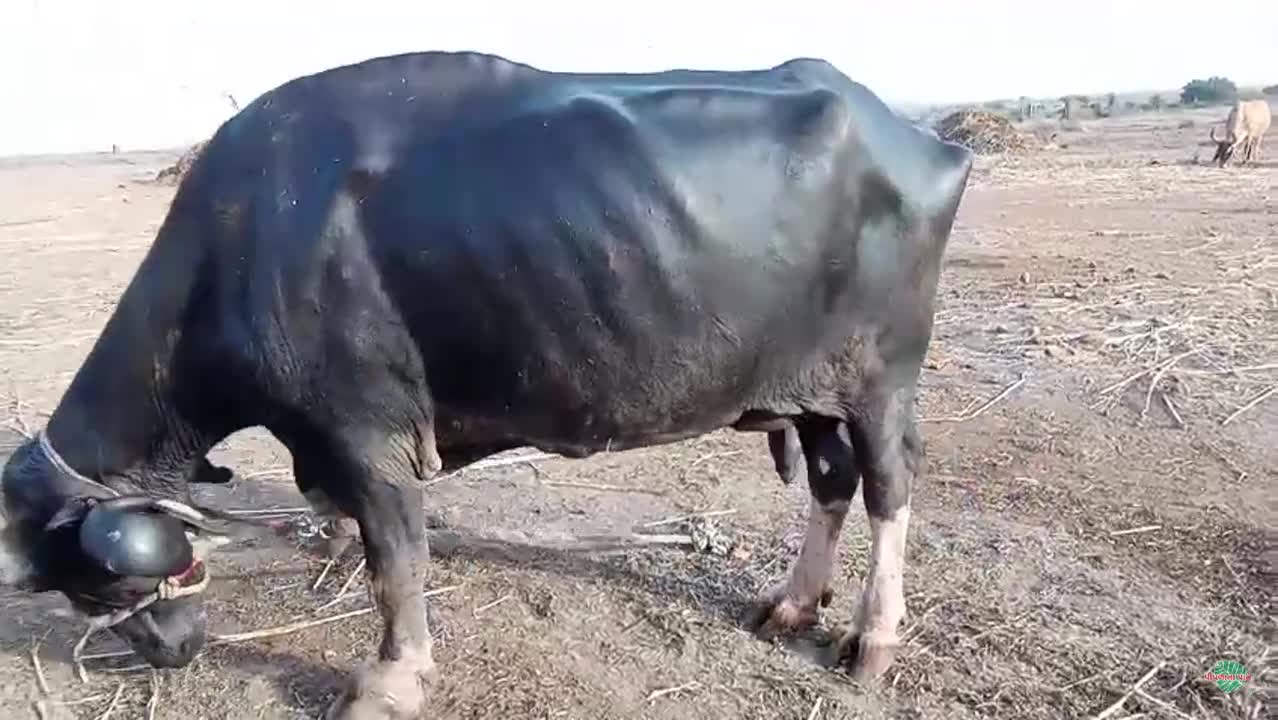 વિડિઓ પોસ્ટર 5