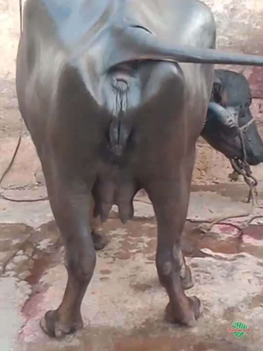 व्हिडिओ पोस्टर 4