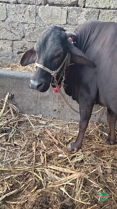 वीडियो पोस्टर 2