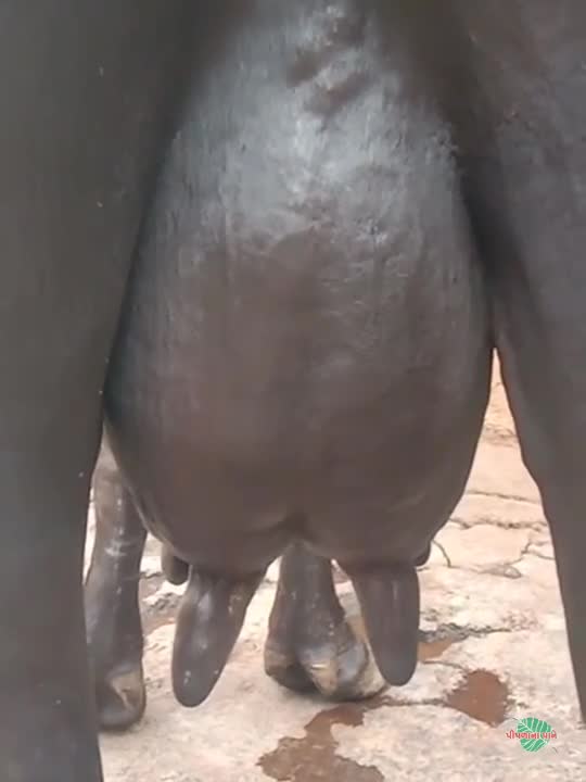 વિડિઓ પોસ્ટર 5