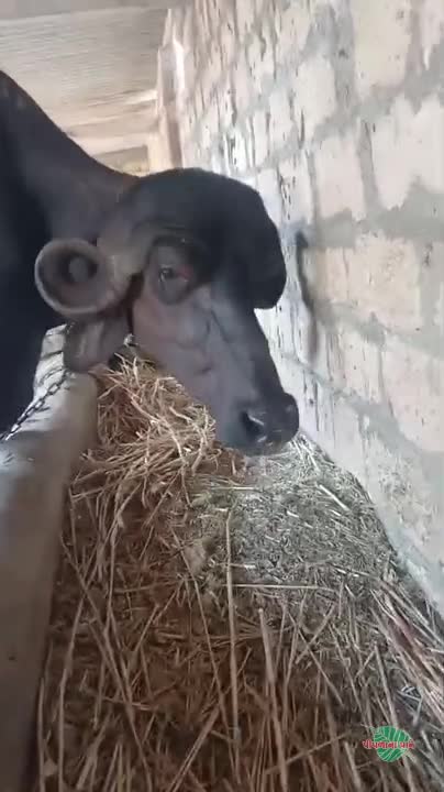 वीडियो पोस्टर 4