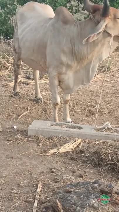 વિડિઓ પોસ્ટર 7