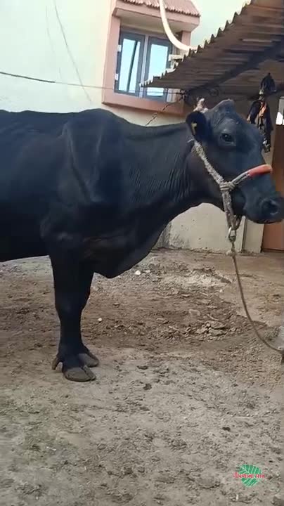 व्हिडिओ पोस्टर 3